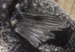 Arothron firmamentum