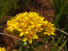 Sebaea sedoides