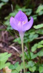 Crocus banaticus