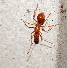 Notoncus spinisquamis