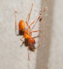 Notoncus spinisquamis