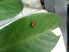 Dysdercus decussatus