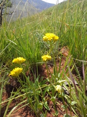 Sebaea sedoides