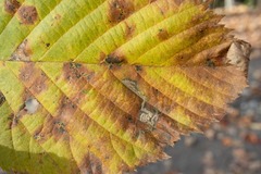 Ectoedemia quadrinotata