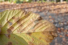 Ectoedemia quadrinotata