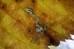 Ectoedemia quadrinotata