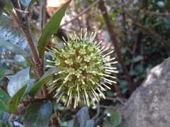 Cephalanthus natalensis