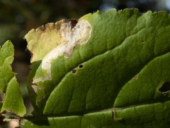 Aulagromyza orbitalis