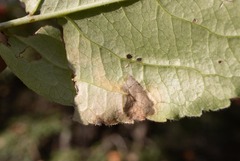 Aulagromyza orbitalis