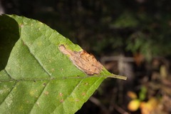 Stigmella slingerlandella