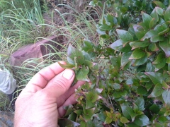 Cephalanthus natalensis