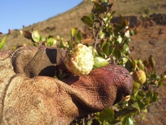 Cephalanthus natalensis