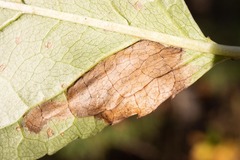 Stigmella slingerlandella