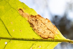 Stigmella slingerlandella