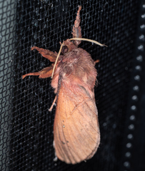 Oxycanus