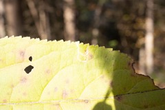 Aulagromyza orbitalis