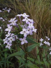 Conostomium natalense