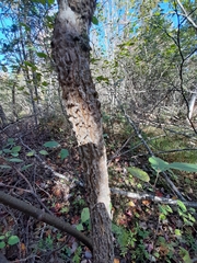 Fraxinus nigra image