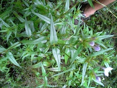 Conostomium natalense