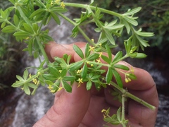 Galium scabrelloides