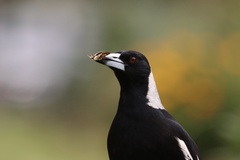 Gymnorhina tibicen