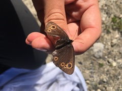 Erebia embla