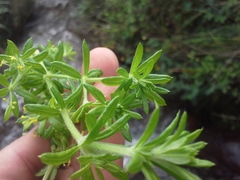 Galium scabrelloides
