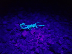 Paravaejovis spinigerus