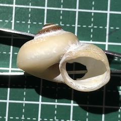 Cyclophorus turgidus