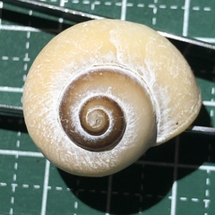 Cyclophorus turgidus