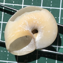 Cyclophorus turgidus