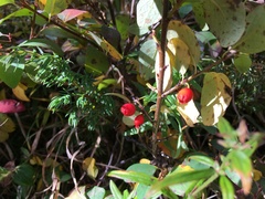 Cotoneaster uniflorus