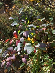 Cotoneaster uniflorus
