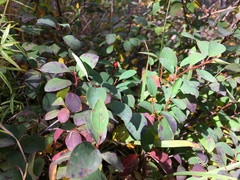 Cotoneaster uniflorus