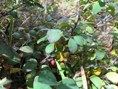Cotoneaster uniflorus