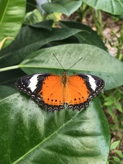 Cethosia penthesilea