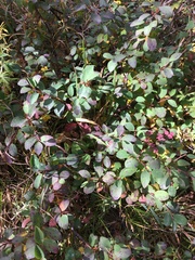 Cotoneaster uniflorus