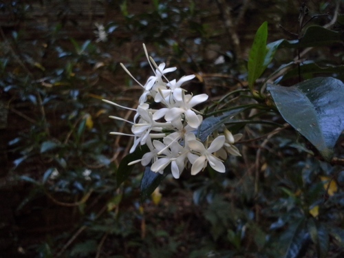 Glossy Bridal Bush (Pavetta kotzei)