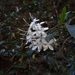 Glossy Bridal Bush - Photo no rights reserved, uploaded by Jimmy Whatmore