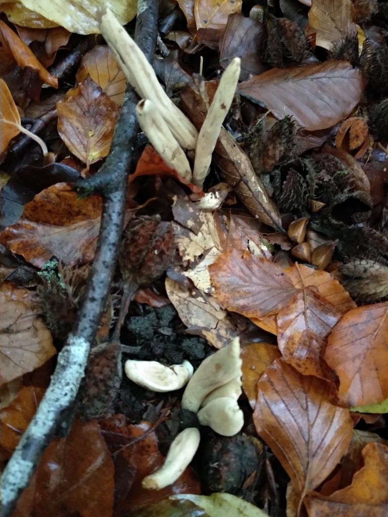 Clavariadelphus helveticus