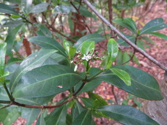 Psychotria dallachiana