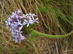 Pentanisia prunelloides prunelloides