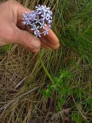 Pentanisia prunelloides prunelloides
