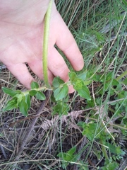 Pentanisia prunelloides prunelloides