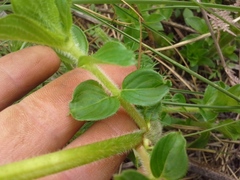 Pentanisia prunelloides prunelloides