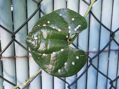 Ceroplastes japonicus