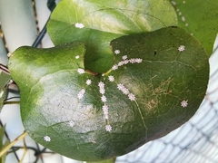 Ceroplastes japonicus