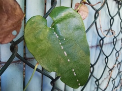 Ceroplastes japonicus