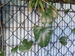 Ceroplastes japonicus