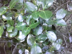 Psydrax obovata elliptica